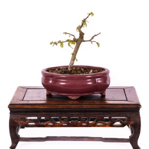 COTONEASTER HORIZONTALIS