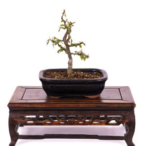 COTONEASTER HORIZONTALIS