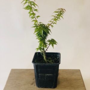 Acer palmatum kotohime