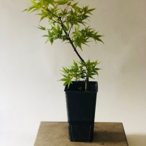 Acer palmatum arakawa