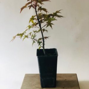 Acer palmatum deshojo