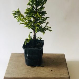 Cryptomeria japonica