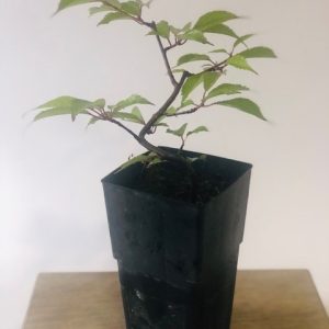 Prunus Okame