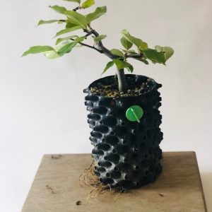 Pseudocidonia xinensis