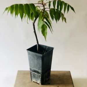 Rhus typhina