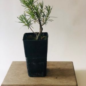 Rosmarinus officinalis
