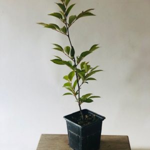 Stewartia monadelpha