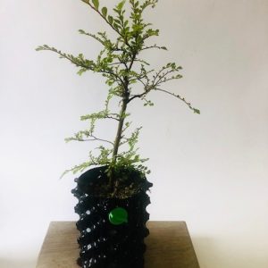 Ulmus parvifolia
