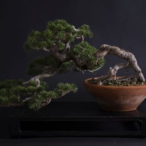PINUS SYLVESTRIS