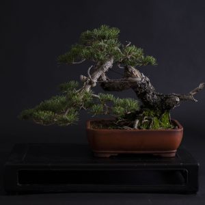 PINUS SYLVESTRIS