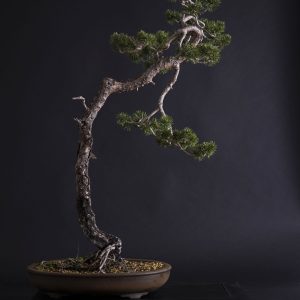 PINUS SYLVESTRIS