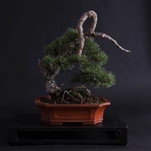 PINUS SYLVESTRIS