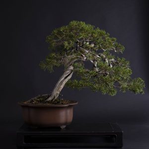 JUNIPERUS SABINA