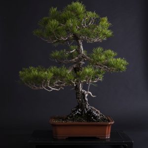 PINUS THUNBERGII