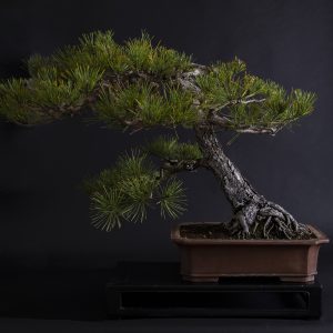 PINUS UNCINATA