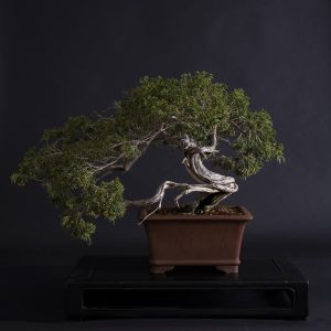 JUNIPERUS SABINA