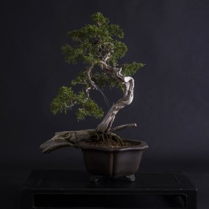 JUNIPERUS SABINA