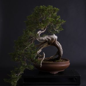 JUNIPERUS SABINA