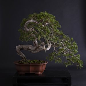 JUNIPERUS SABINA