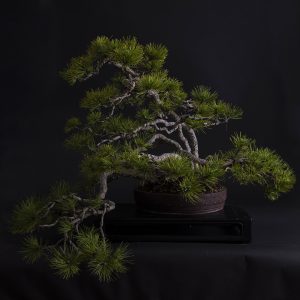 PINUS UNCINATA