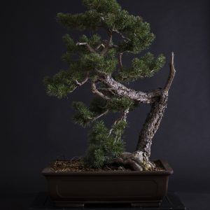 PINUS SYLVESTRIS