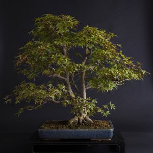 ACER PALMATUM DESHOJO