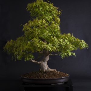 ACER PALMATUM