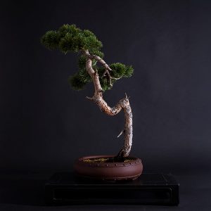 PINUS SYLVESTRIS