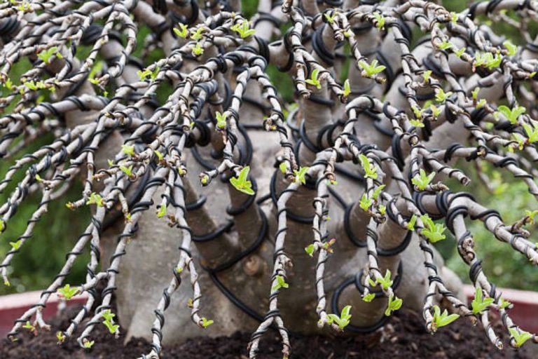 alambrado-bonsai-hatoen
